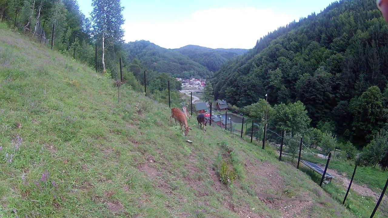 Pastravaria Romani Hotel Horezu Buitenkant foto