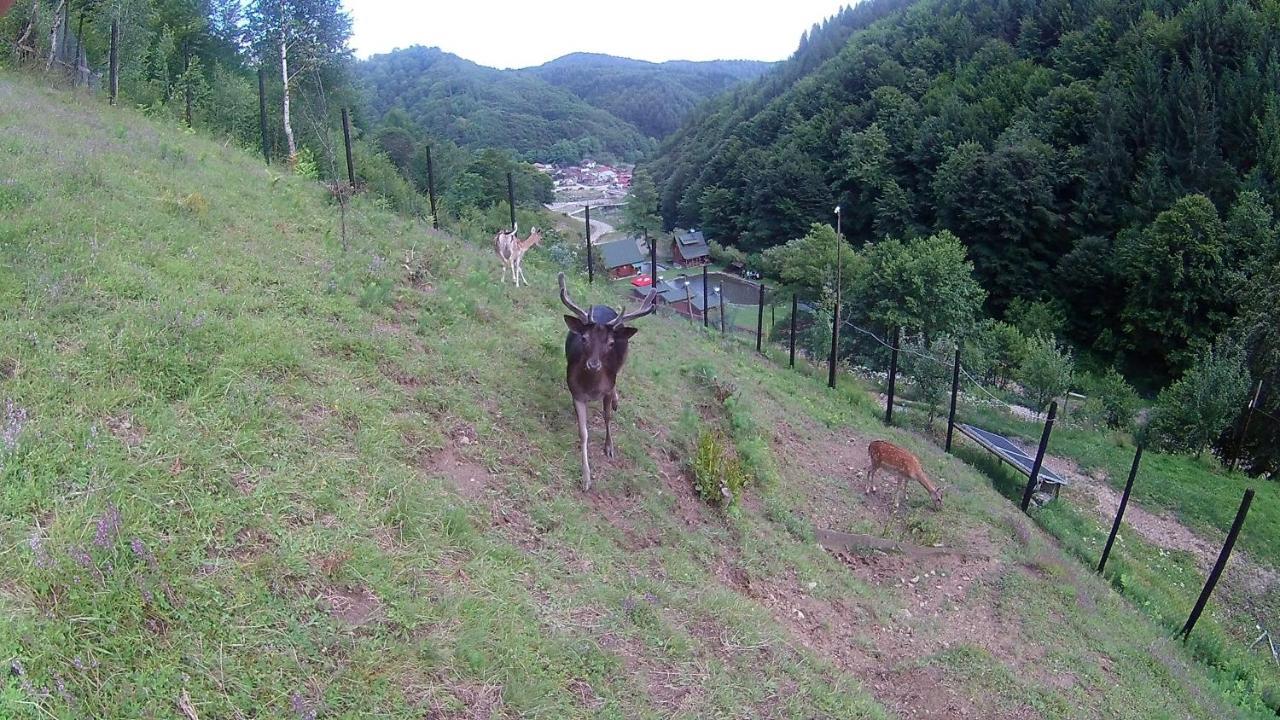 Pastravaria Romani Hotel Horezu Buitenkant foto