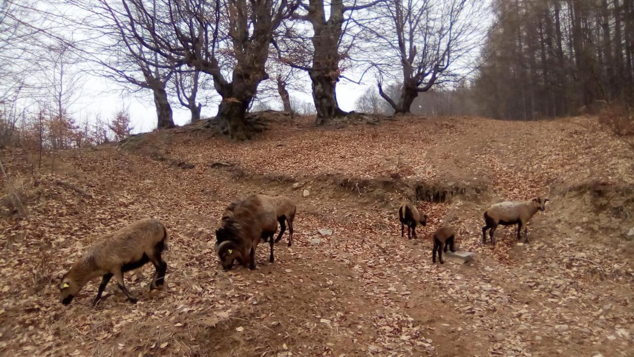 Pastravaria Romani Hotel Horezu Buitenkant foto